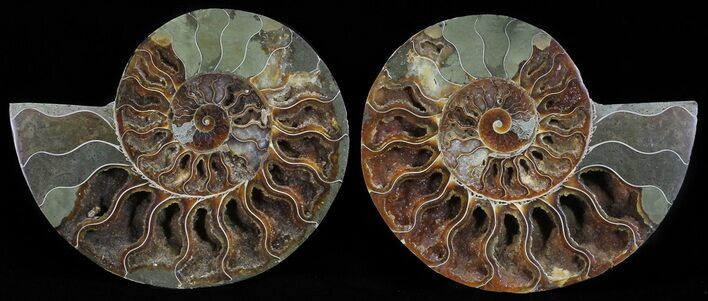 Polished Ammonite Pair - Agatized #54312